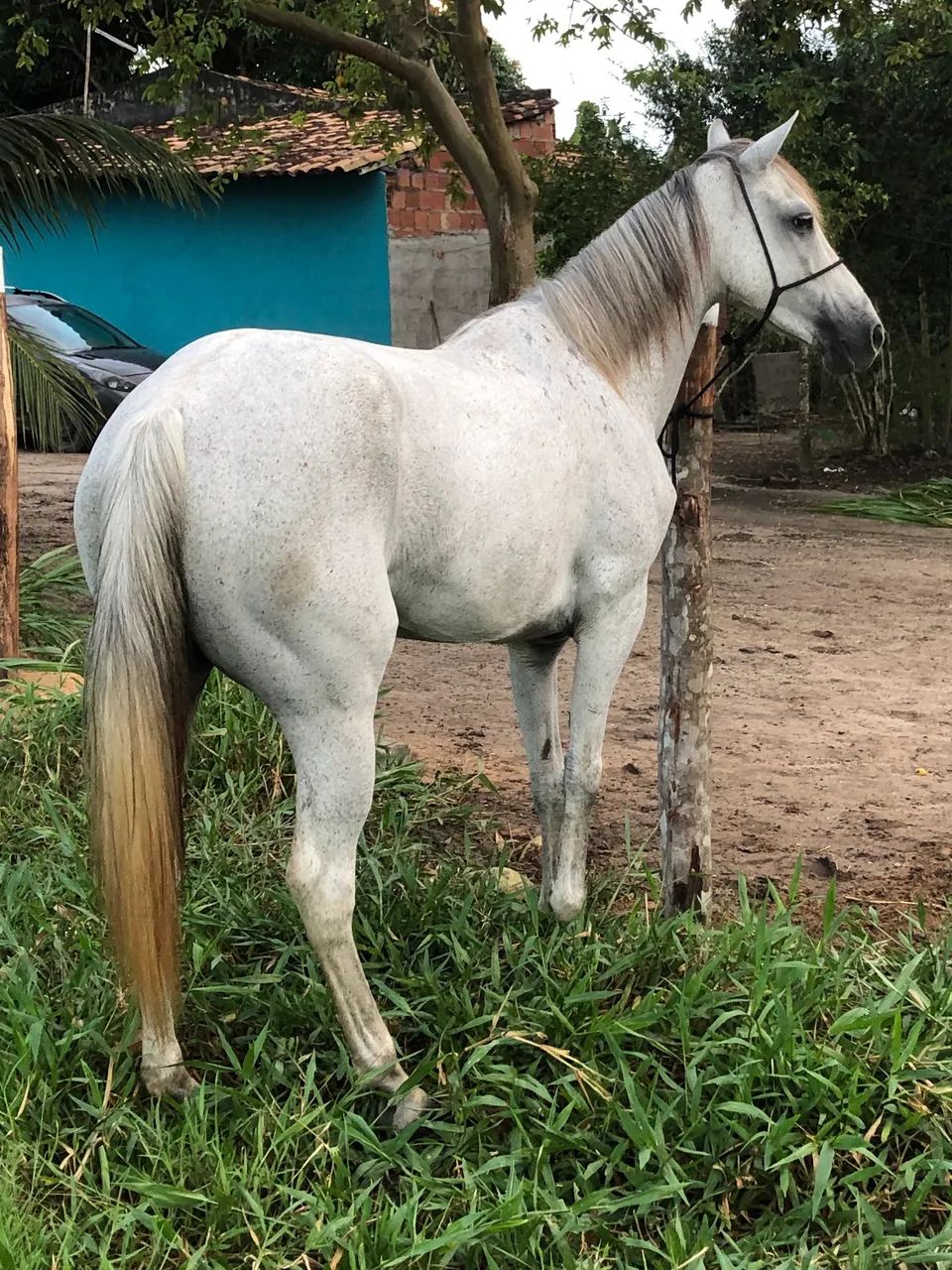 Vendo ou troco Égua quarto de milha  - Foto 4