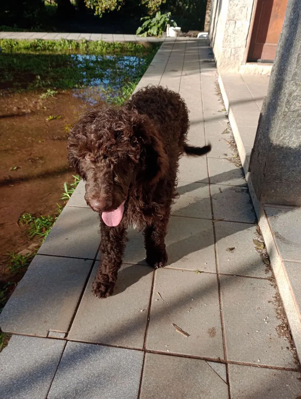 Poodle Standard chocolate filhotão  - Foto 2