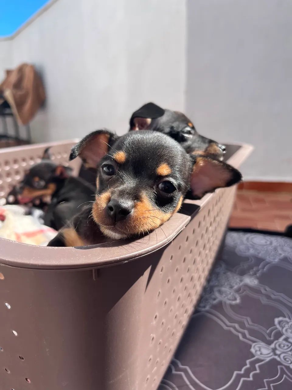 pinscher 0 - Foto 5
