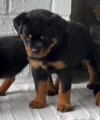 ROTTWEILER FILHOTES - Foto 2