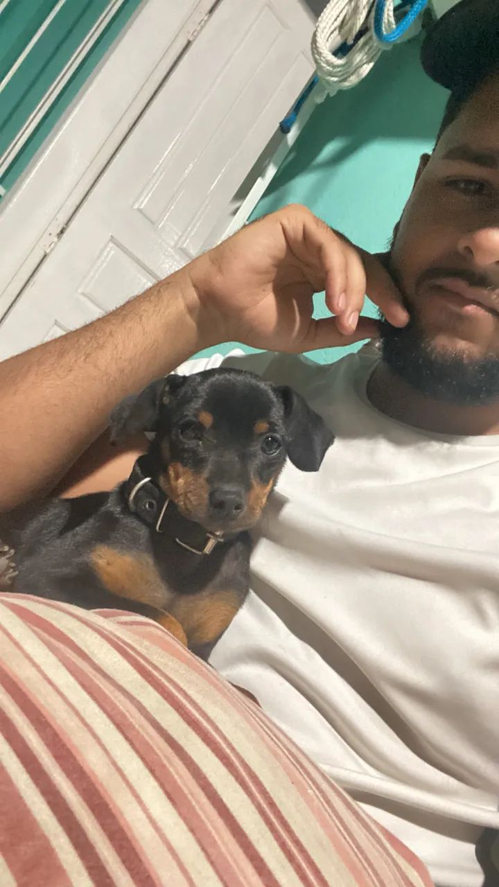 Cachorrinho pinsher  - Foto 2