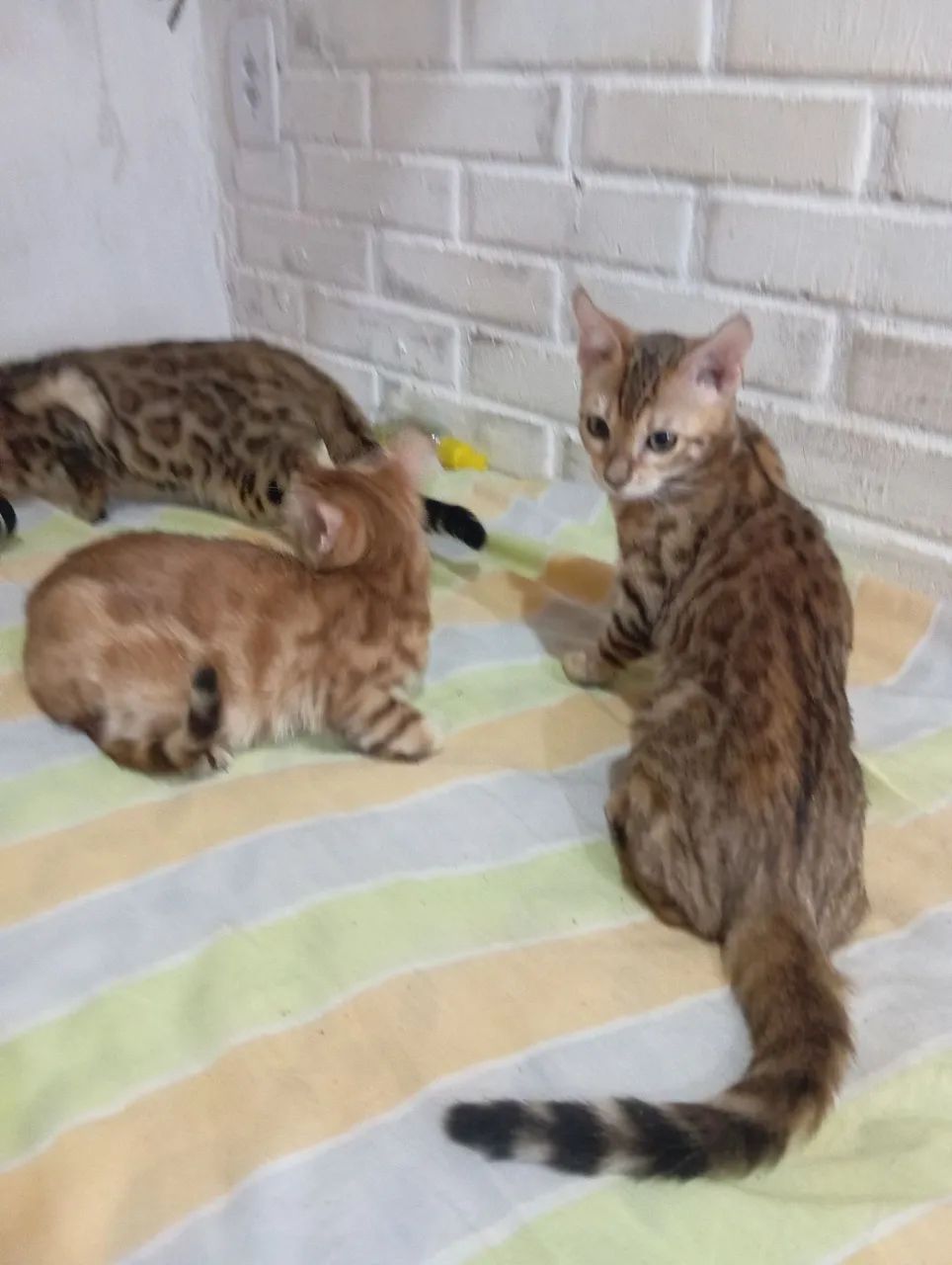 BENGAL c pedigree Tropicats  - Foto 4