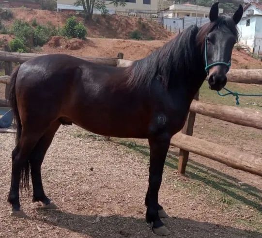 Cavalo registrado manga larga marchador 