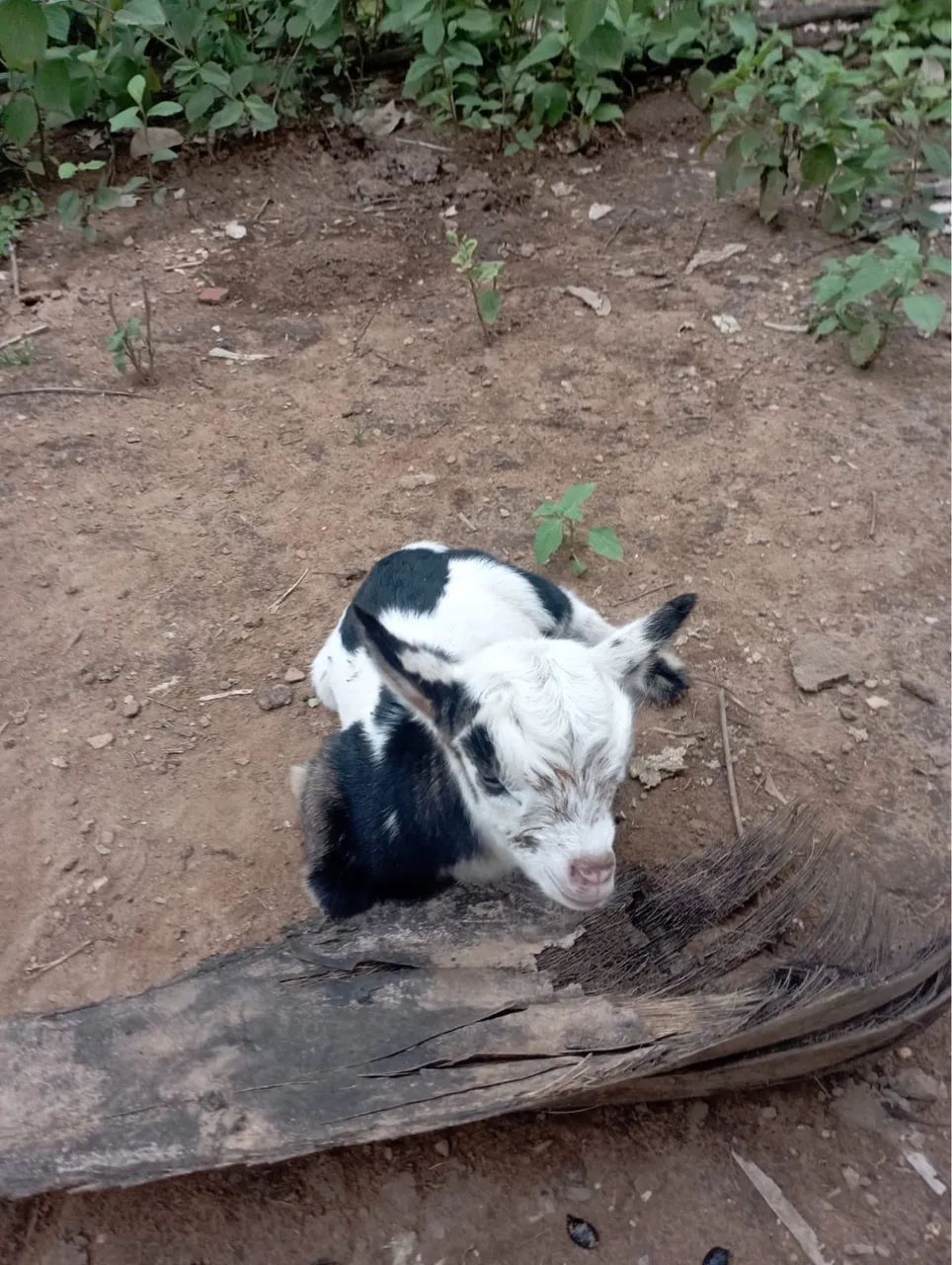 Mini cabritinho pigmeu macho/ mini cabra/ mini bode - Foto 5