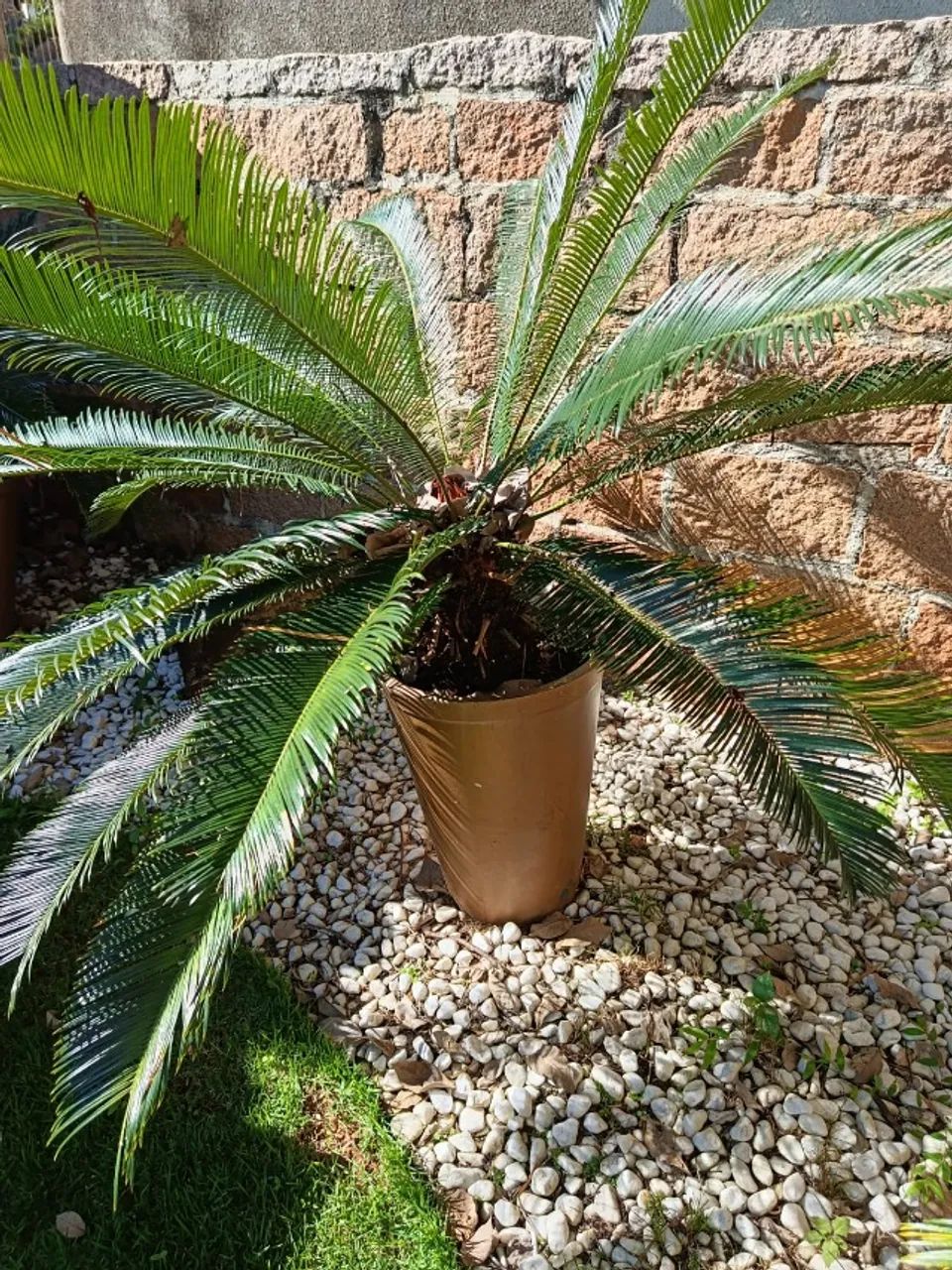 Vasos de Cimento com plantas - Foto 2