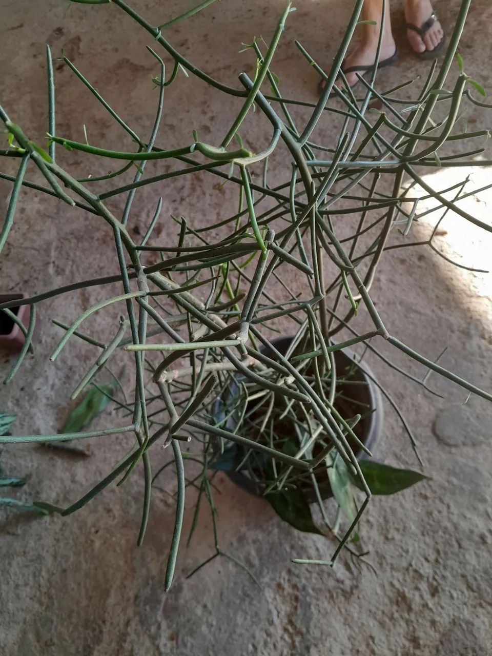 Plantas já pegadas - Foto 4