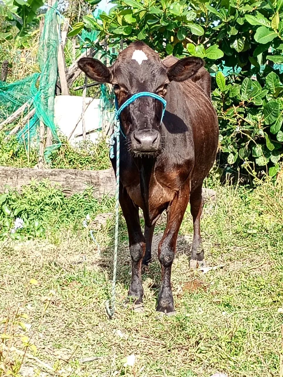 Vendo vaca de leite mansar 