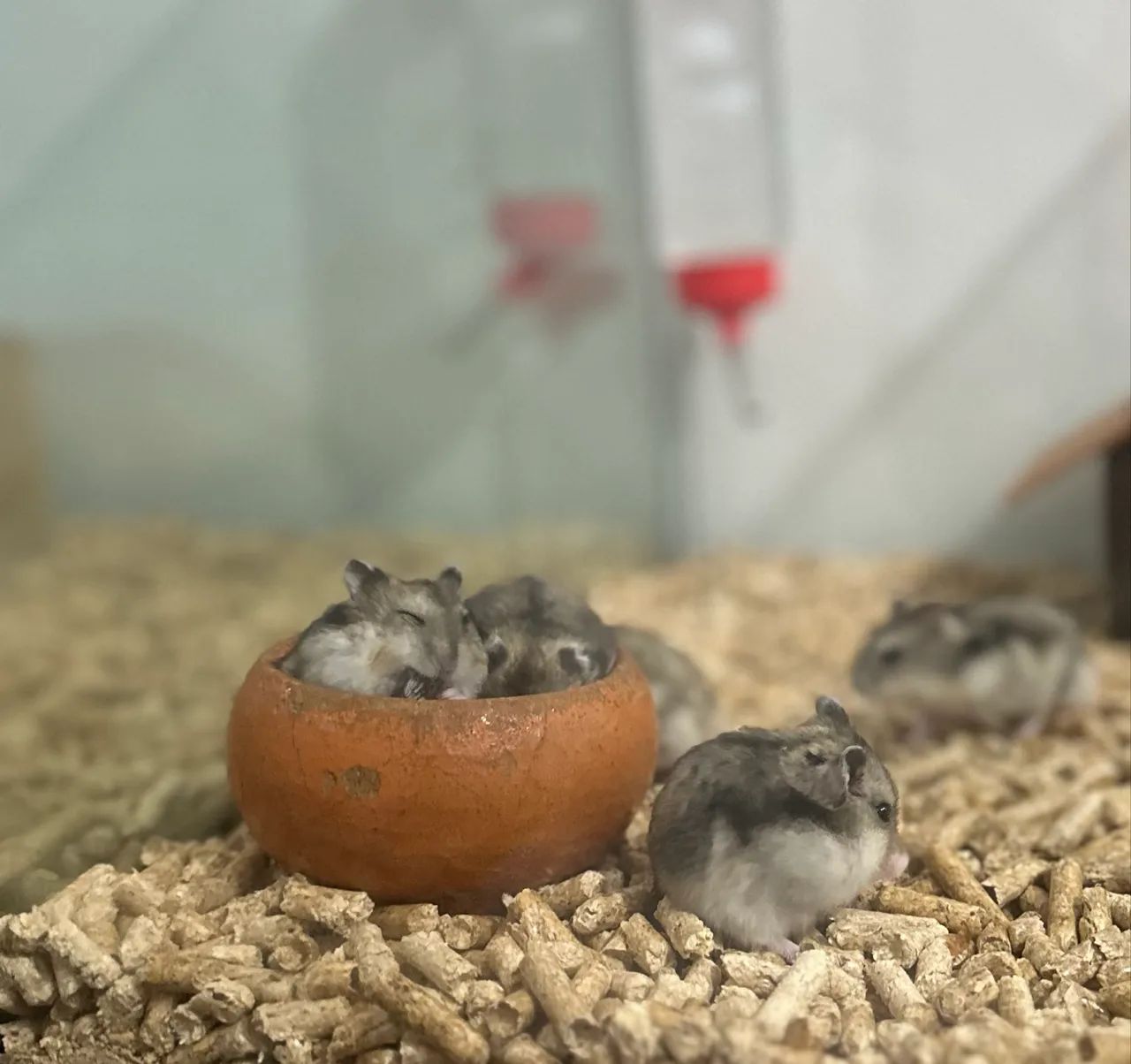 Filhotes de anao russo  - Foto 3