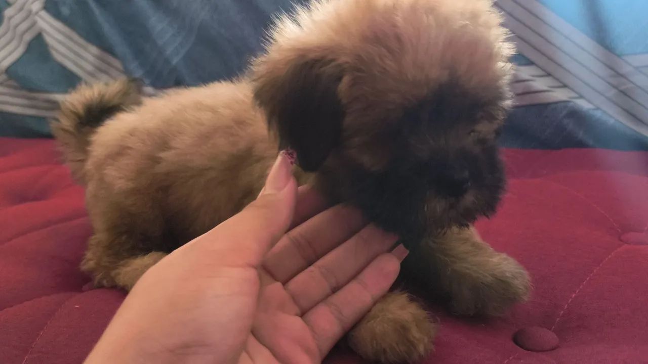 Cachorro  - Foto 3