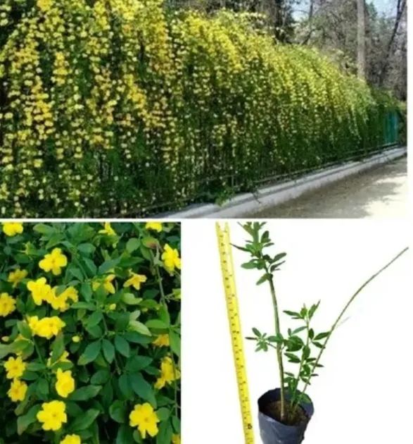 Mudas de Jasmim Amarelo 