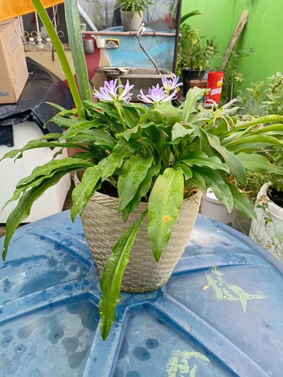 Plantas  - Foto 4