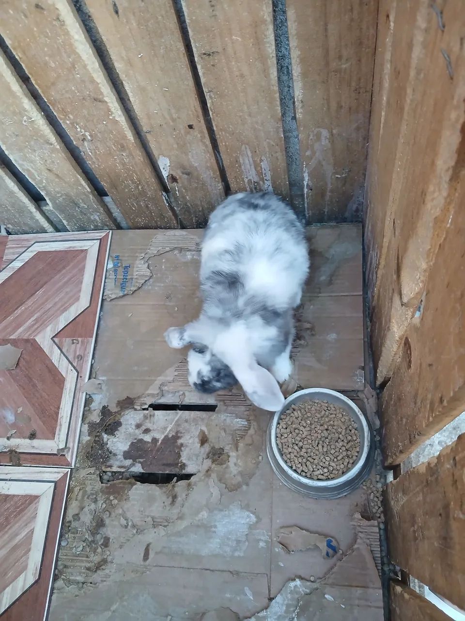 Mini lop filhotes 