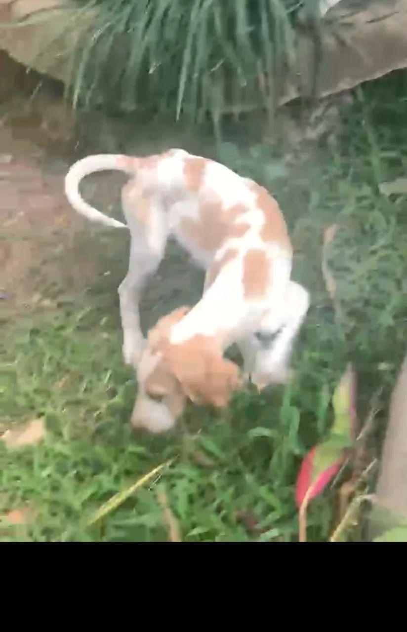 Fox Hound Americano 