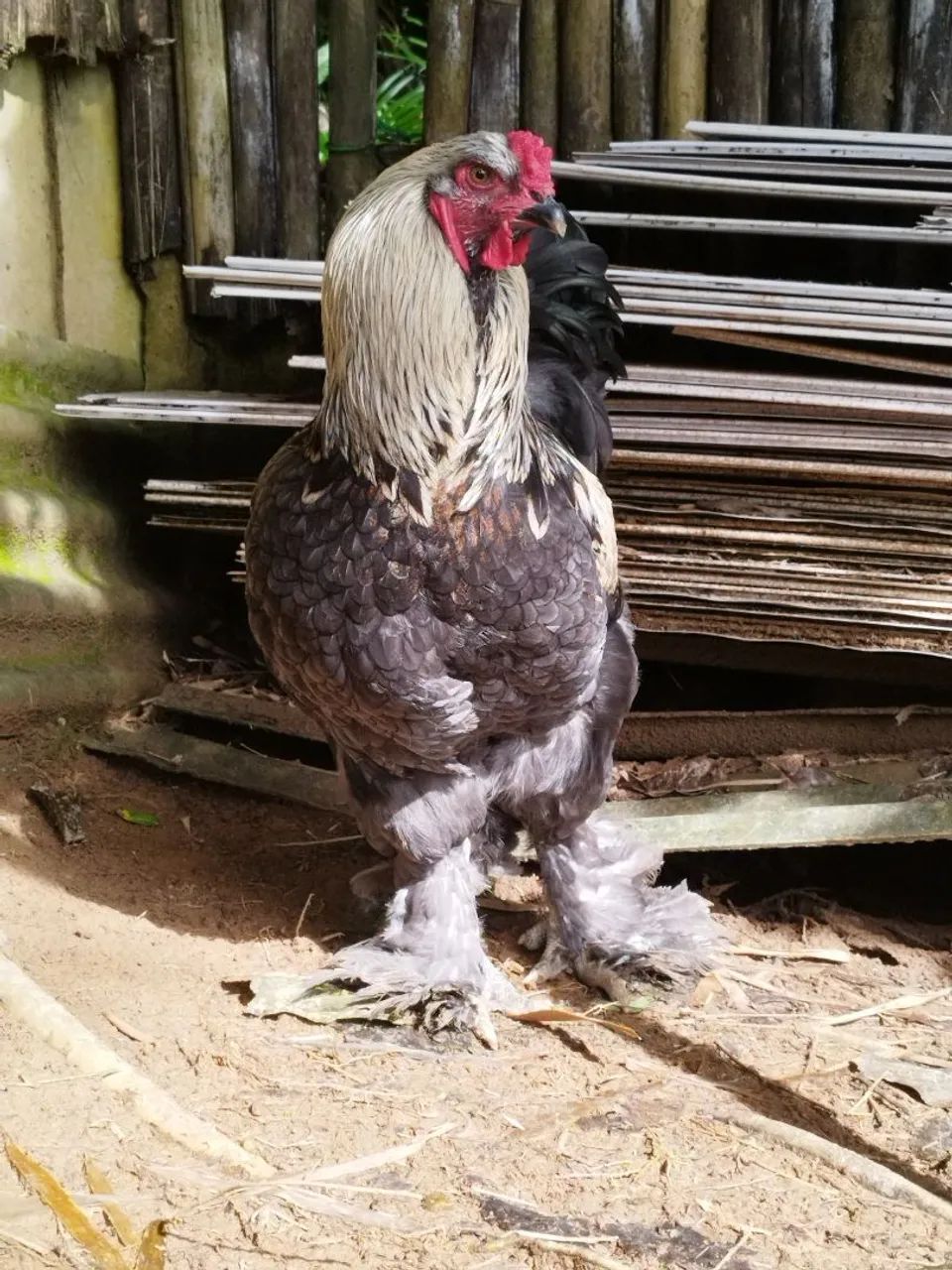 GALO BRAHMA Dark - Foto 2