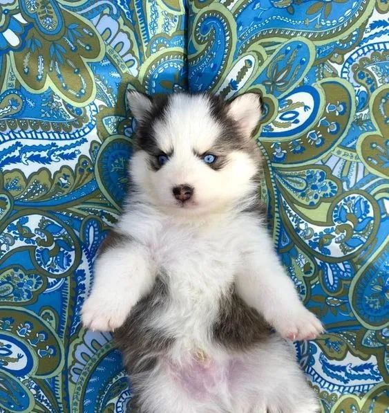 Pomsky Machos e Femeas