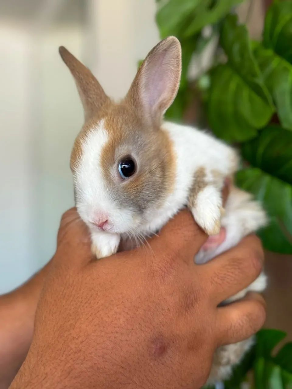 Mini coelhos  - Foto 2