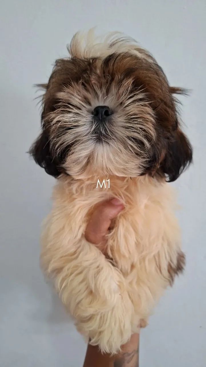 Shihtzu MACHO - Foto 3