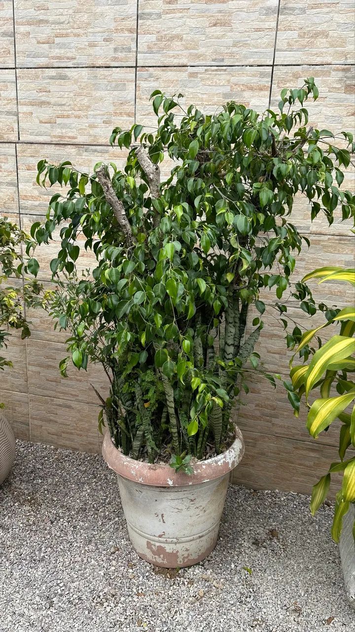Planta grande - Foto 3