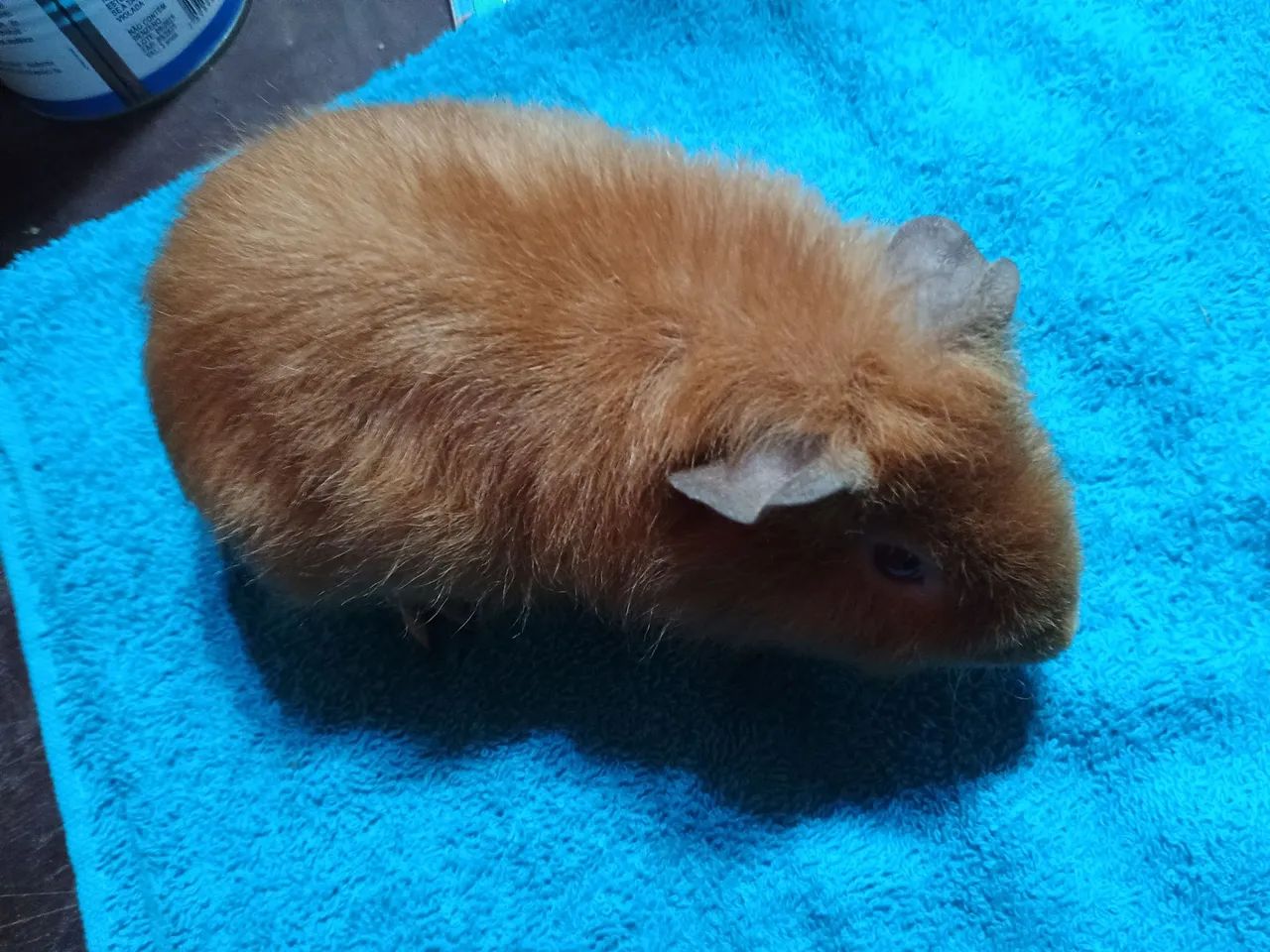 Porquinhos da índia Teddy Macho  - Foto 2