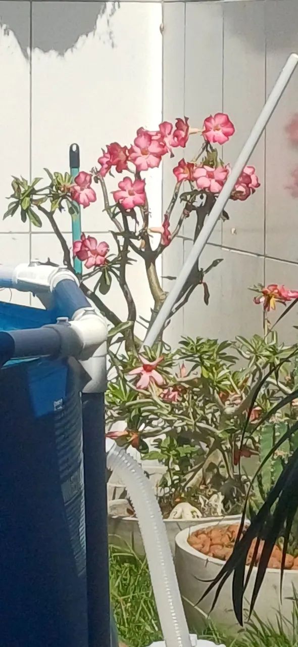Rosa do Deserto. - Foto 2