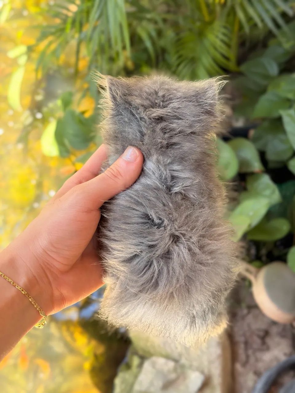 Gato persa  - Foto 2