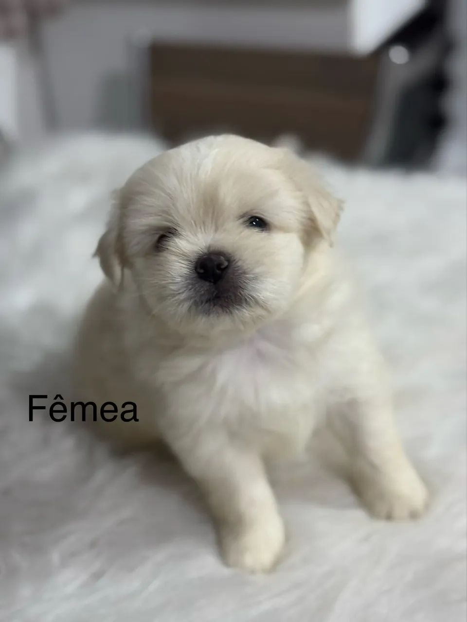 Filhotes de shih tzu  - Foto 2