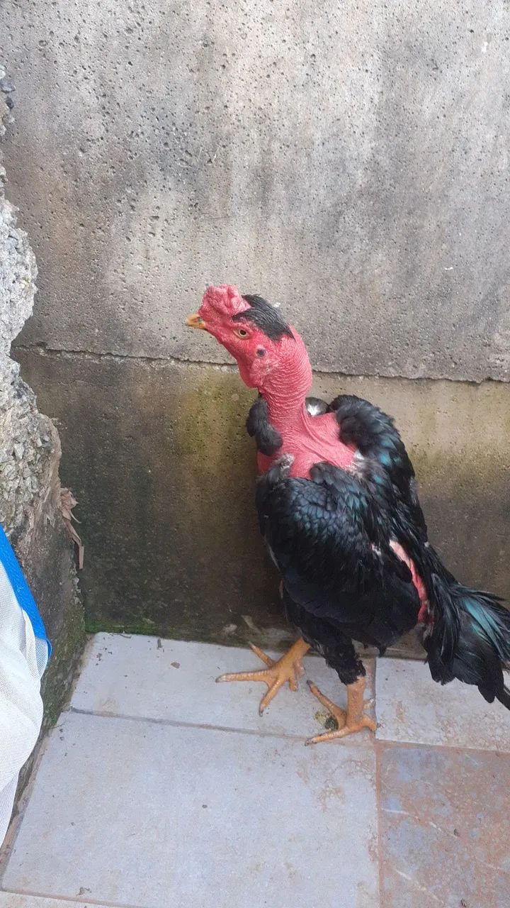 Polaco mandagascar puro - Foto 5