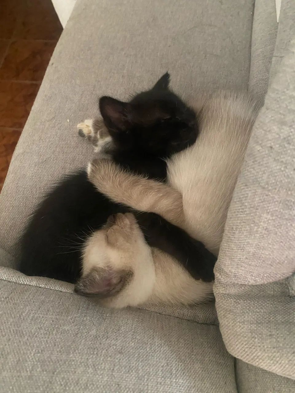Gatinhos para doação  - Foto 2
