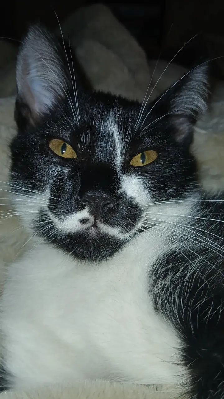 Gato para doação - macho