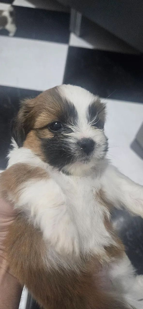 SHIH TZU FILHOTES  - Foto 4