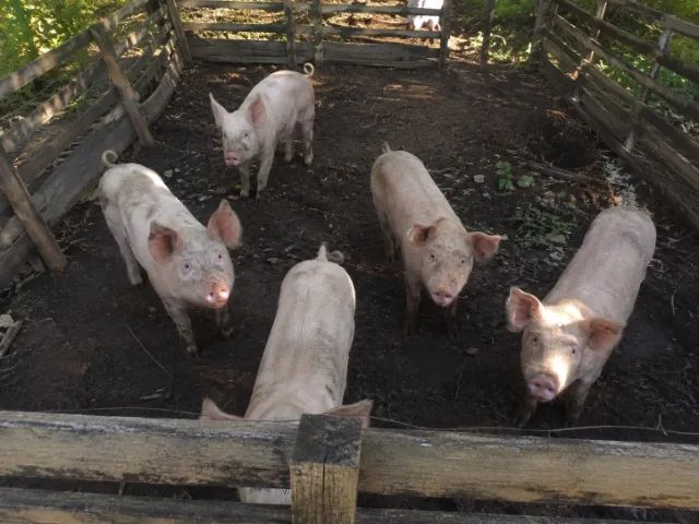 doando porcos da fazenda do meu vo
