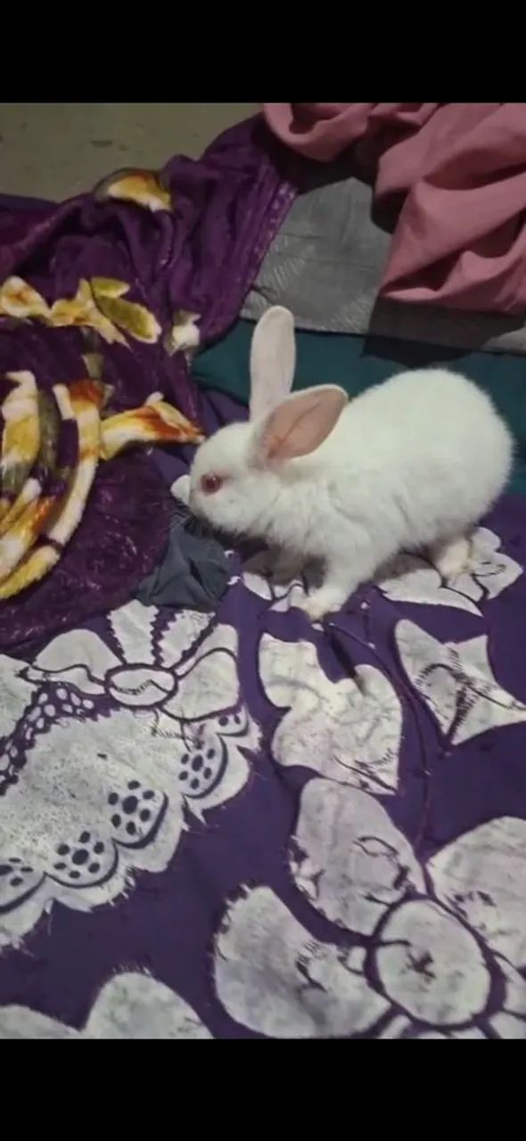 ? coelhinhos  - Foto 2