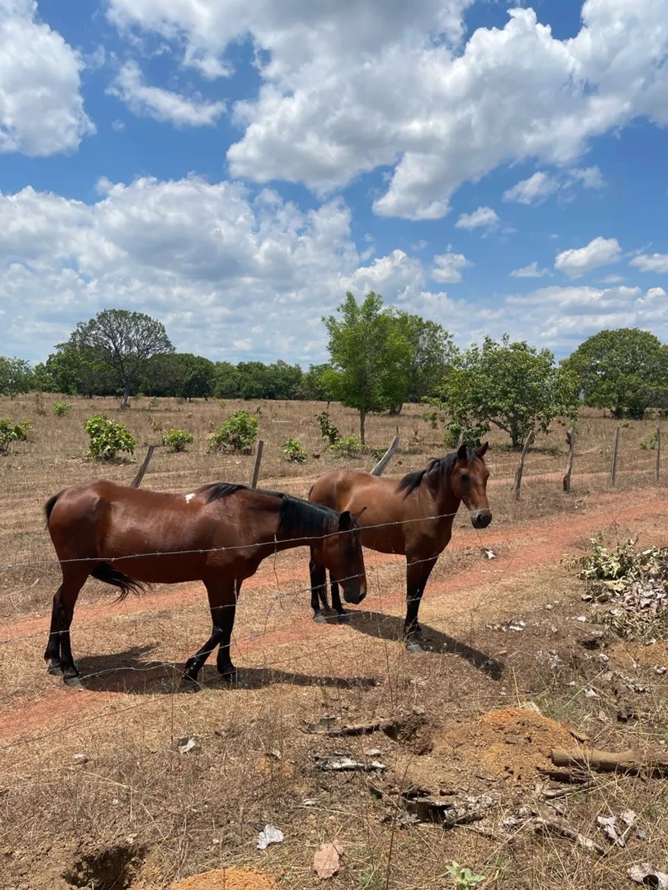 Vende-se tropa  - Foto 2