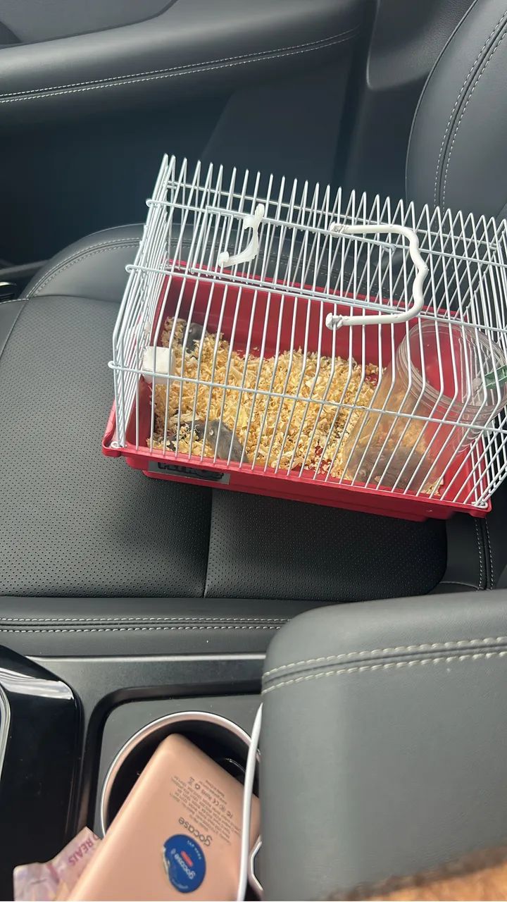 Hamster chinês - Foto 3