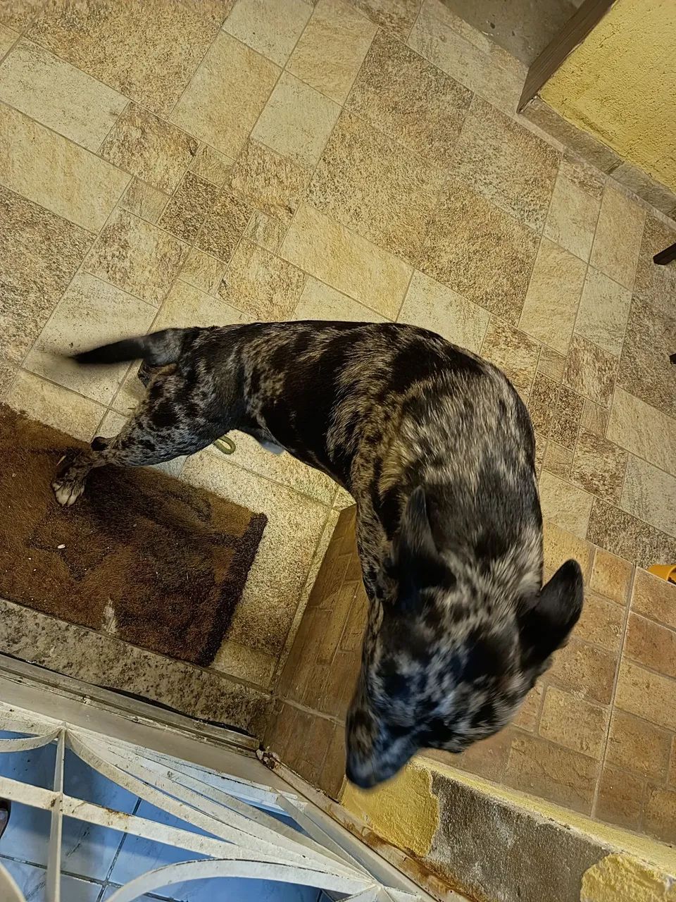 Cachorro 