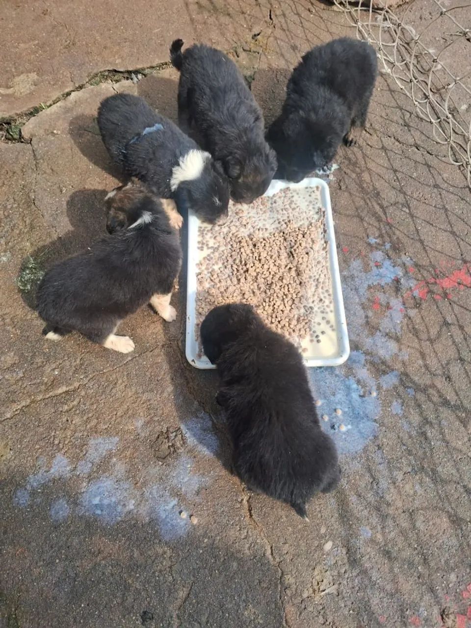 Cachorrinhos border collie - Foto 2