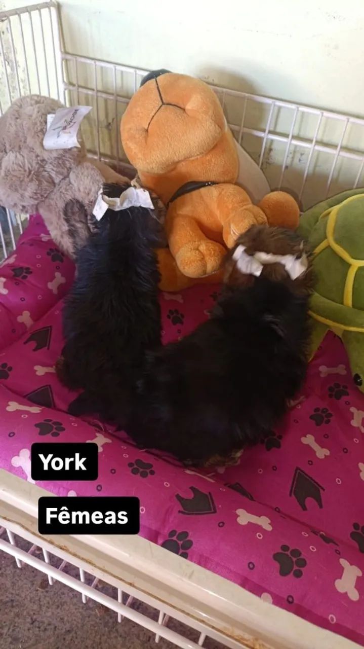 Yorkshire Terrier  - Foto 3