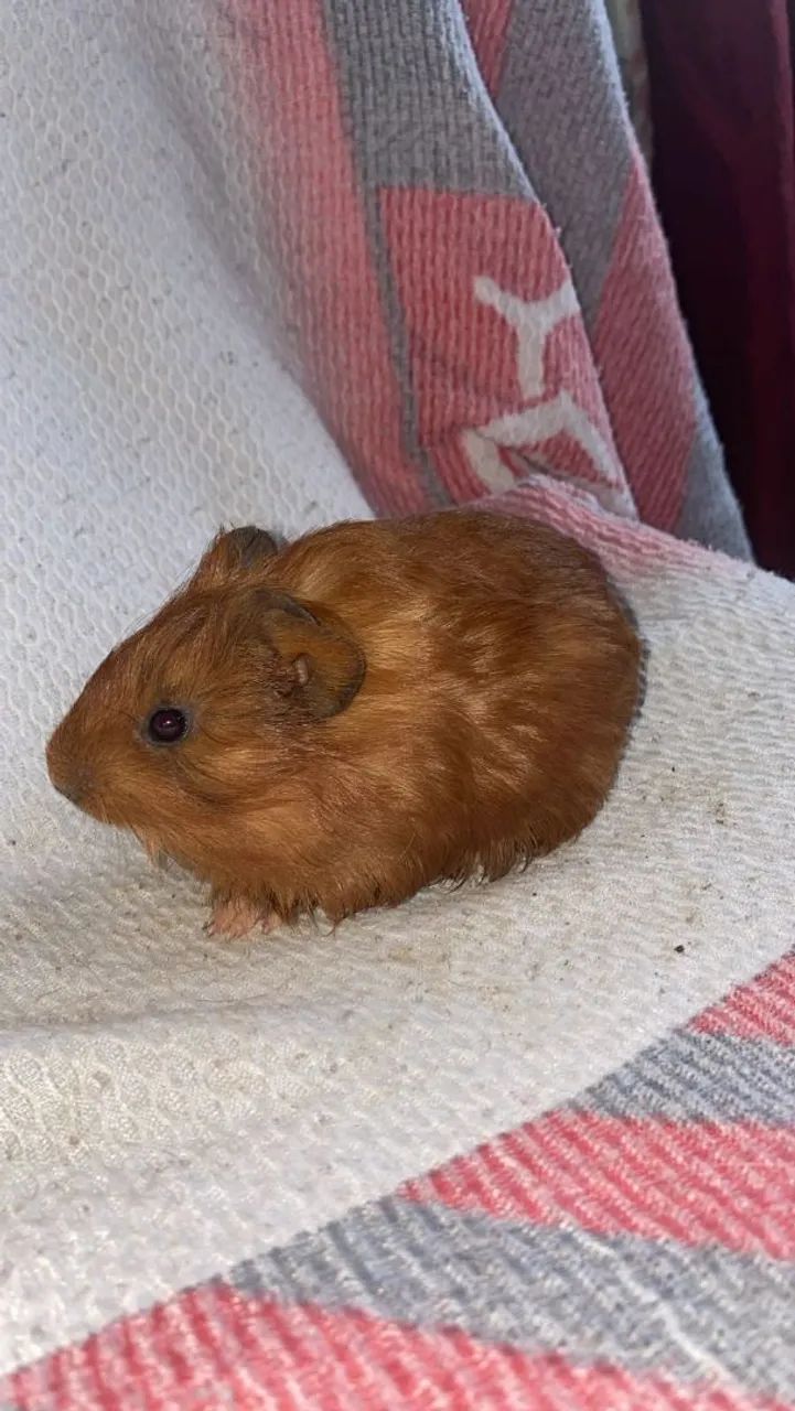 Porquinho da índia  - Foto 5