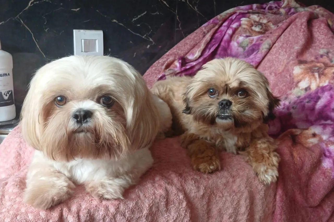 Casal de Shitzu 