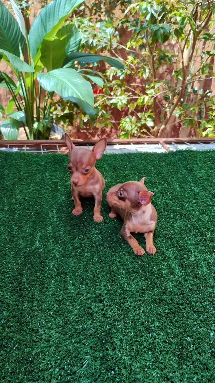 Pinscher micro ex óticos. - Foto 2