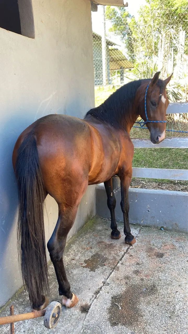 Cavalo inteiro para pista - Foto 2