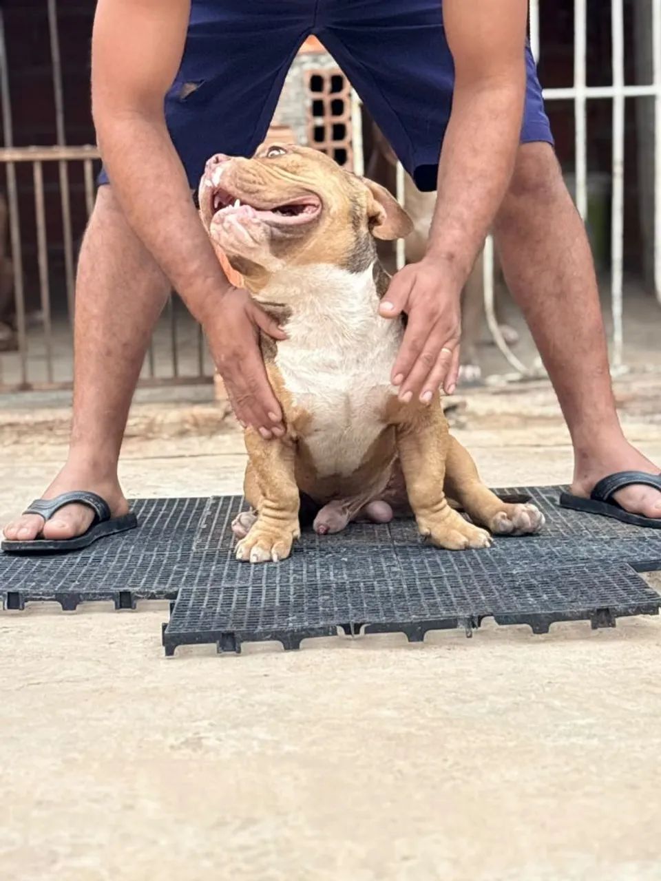 American bully  - Foto 3