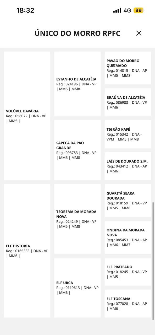 Potro registrado  - Foto 3