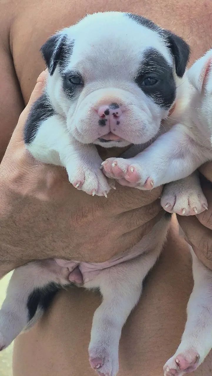 American Bully