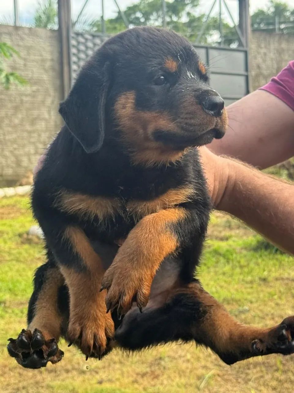 Filhotes de Rottweiler  - Foto 2