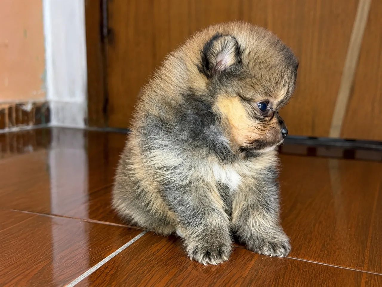 Cachorro - Foto 3