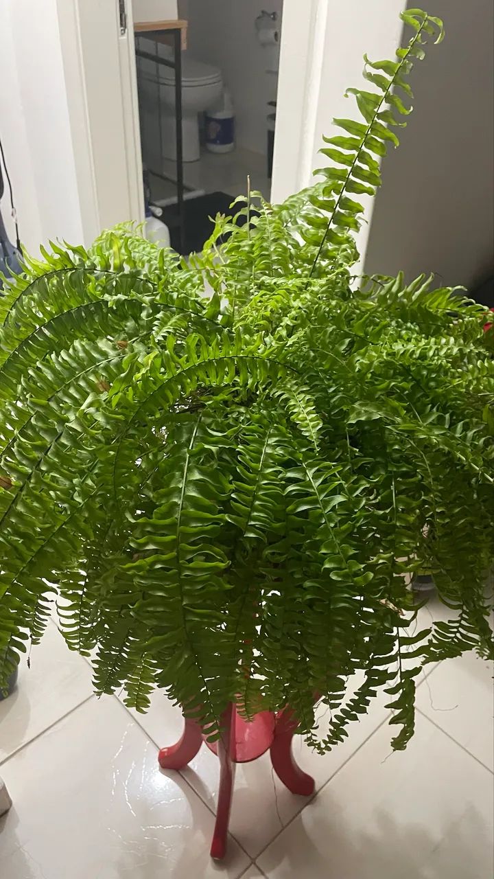 Duas plantinhas com acessórios  - Foto 2