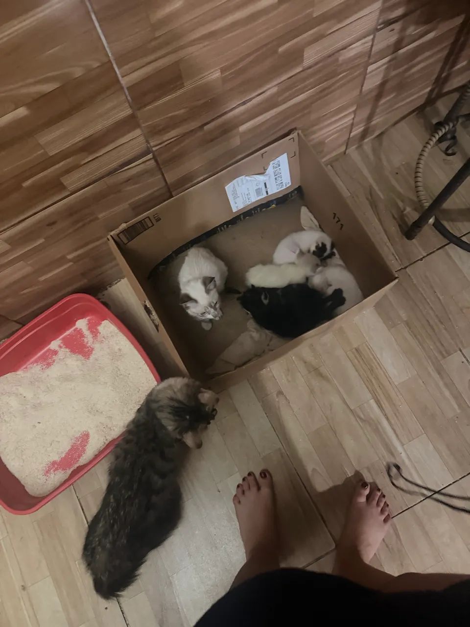 Gatos para adoção  - Foto 5
