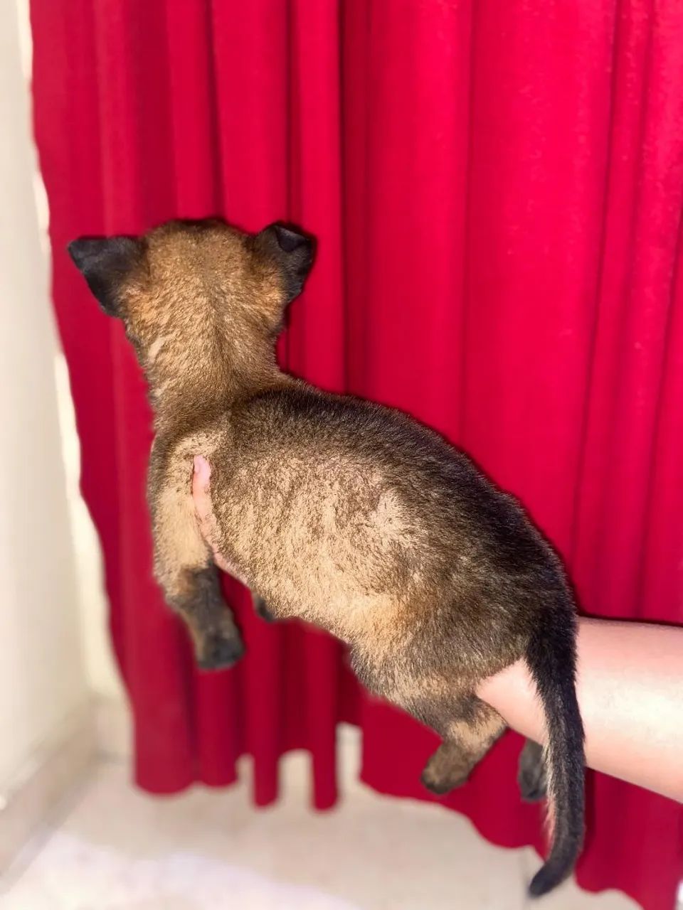 Pastor belga malinois - Foto 5