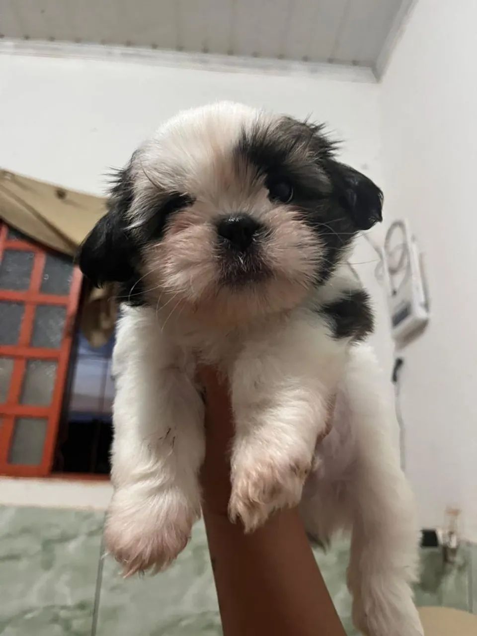 Filhotes de Shitzu MACHO - Foto 4